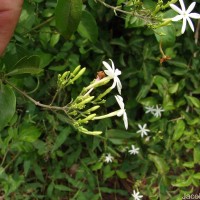 Jasminum auriculatum Vahl